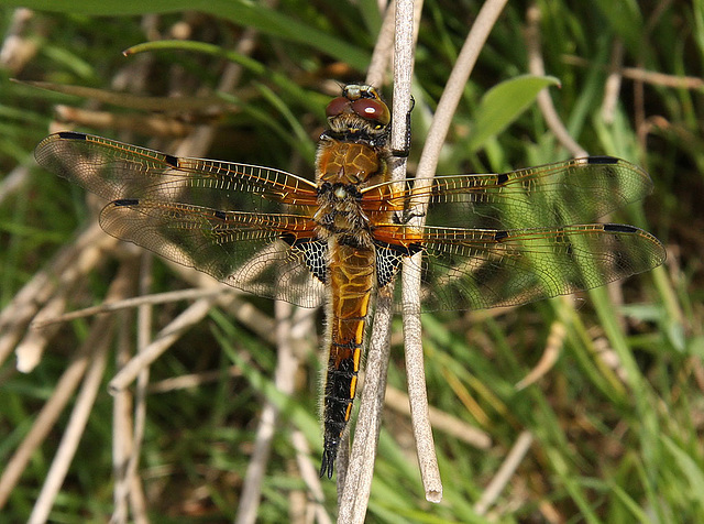 Sunny Four spot