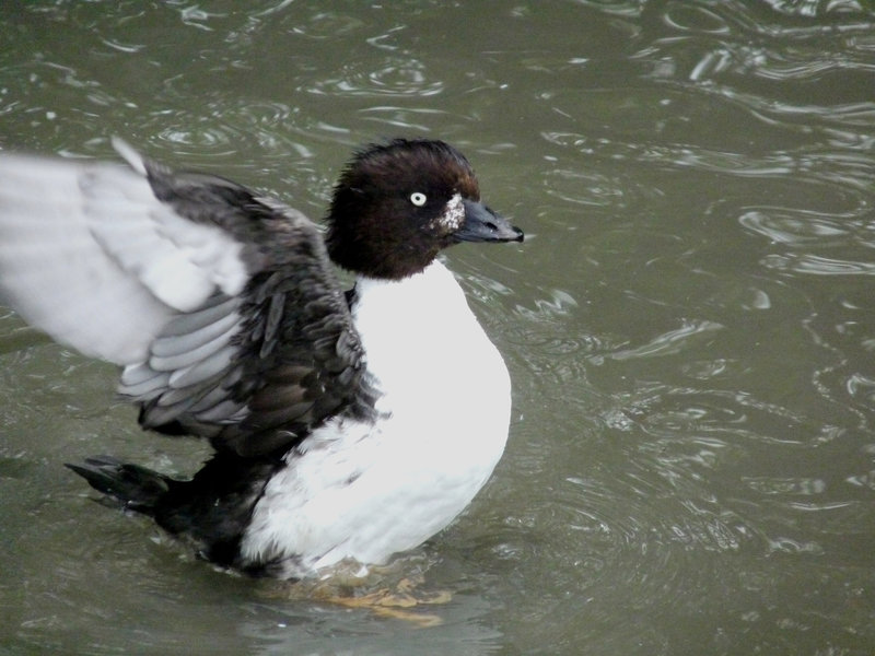 Barrow's Goldeneye