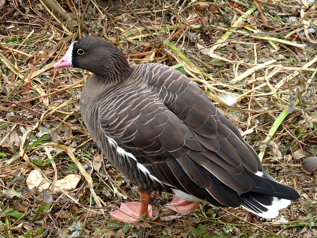 Lesser White-fronted Goose