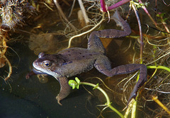 Frog's legs