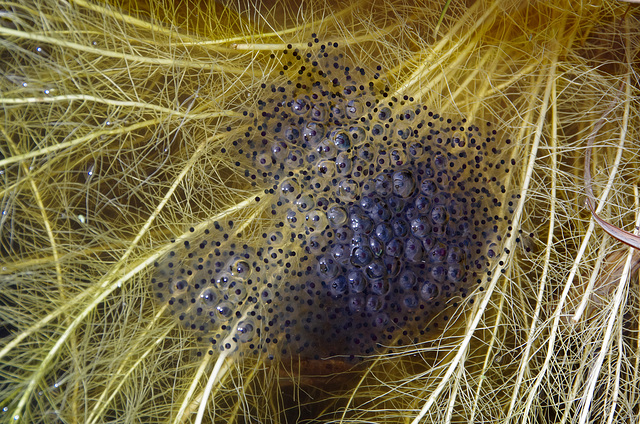 Spring! Frogspawn and water iris roots in my pond