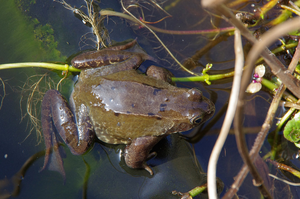 Frog's back