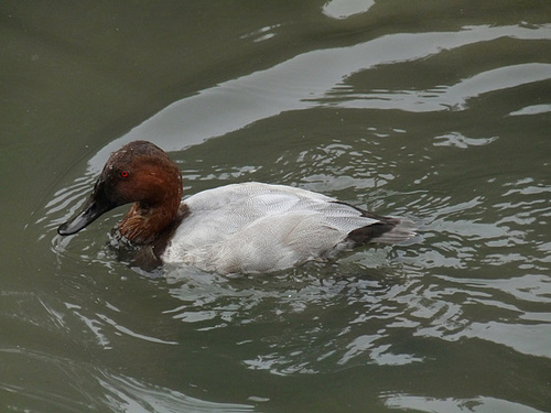 Canvasback (Female)