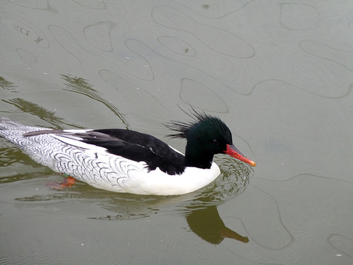 Scaly-sided Merganser (Male)