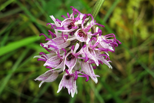 Cul par dessus tête - Orchis simia Lam. = orchis singe (Orchidacées), Lot, France