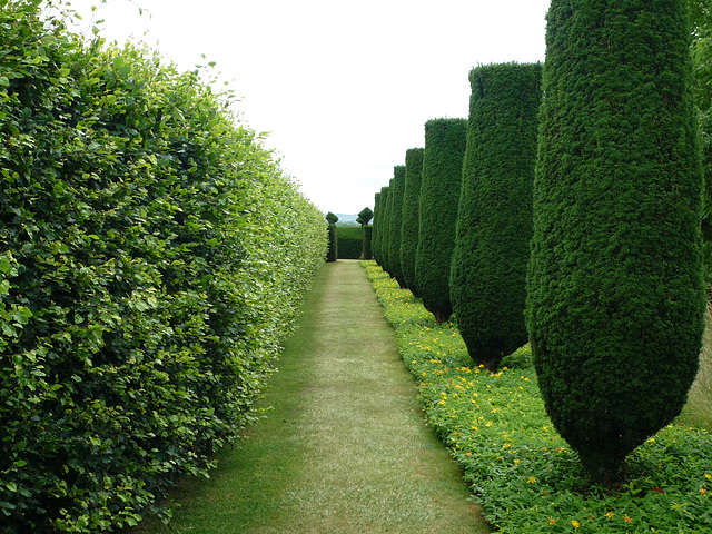 Beech and Yews