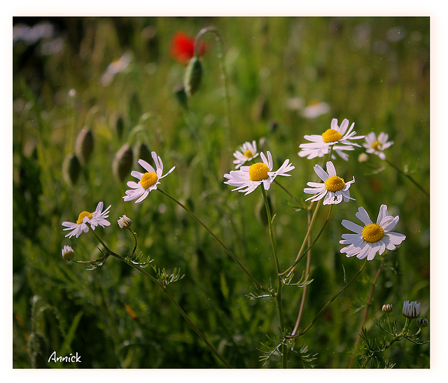 Fleurs des champs