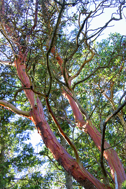 Pacific Madrone