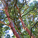 Pacific Madrone