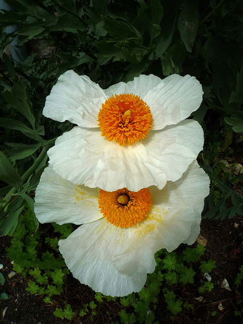 Papery poppies