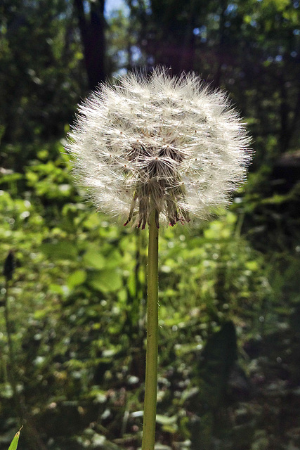 Dandelion