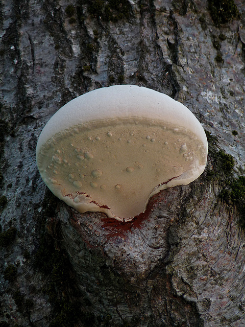 Near Pogradeci- Bleeding Fungus