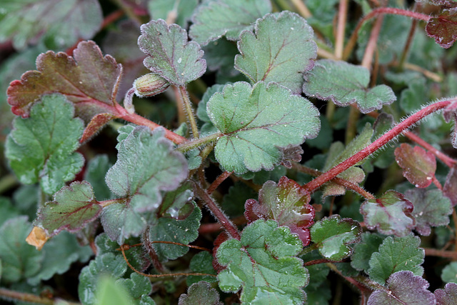 Erodium x variabile ' Bishop's Form'