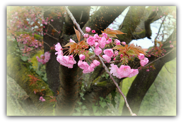 Prunus serrulata