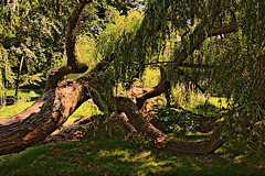 Willow Tree