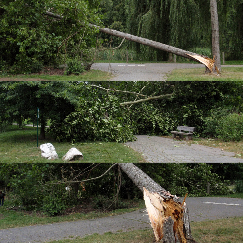 Fallen Pine-tree