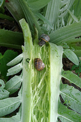 Snails vs Cardoon