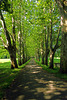 Plane-tree Alley