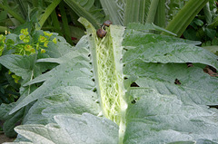 Heavy 3ft cardoon leaf felled by 2 dear little snails