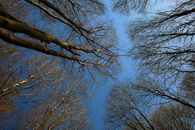 Looking Up In Erly Spring