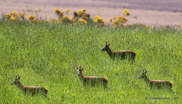 Roe Buck in the field left fallow