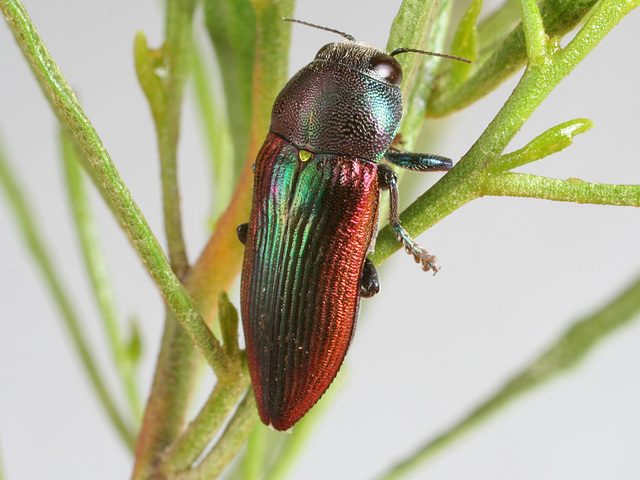 Neobubastes aureocincta PL0485