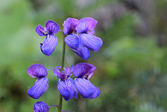 Subalpine Lupine