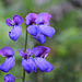 Subalpine Lupine