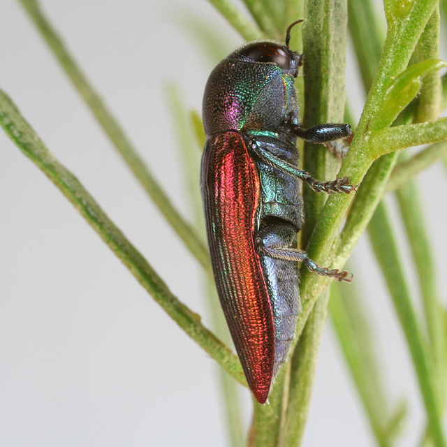 Neobubastes aureocincta PL0485