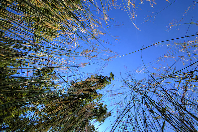 Grass & Trees