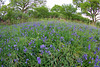 Bracken and Bluebells