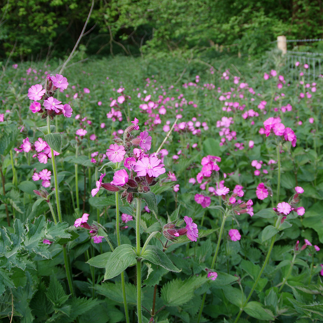 Red Campion