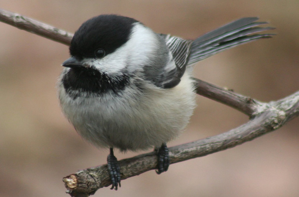 Chickadee