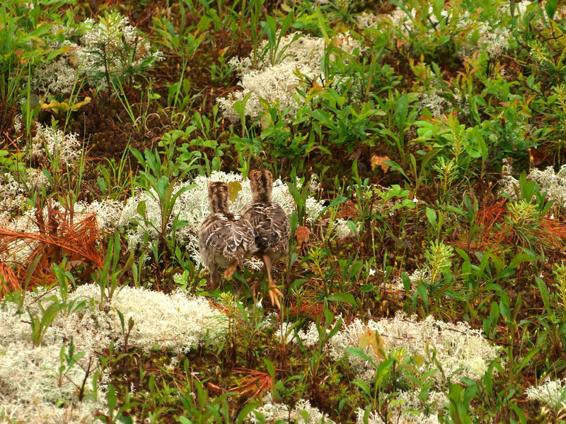 wee turkey birds!