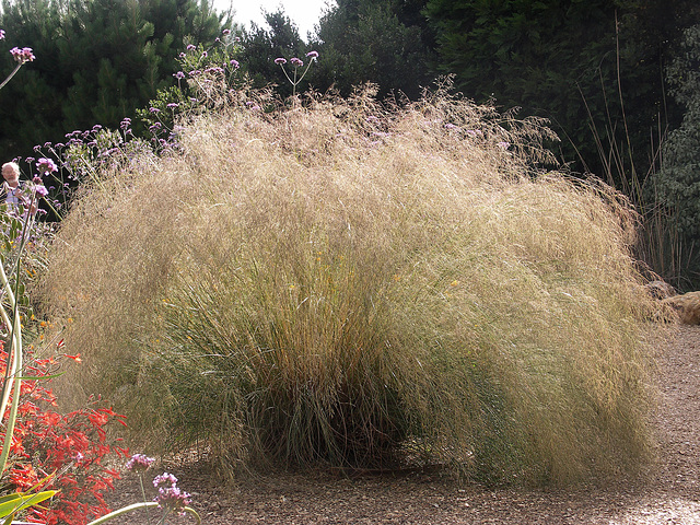 Tussock