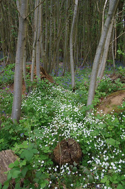 Stitchwort