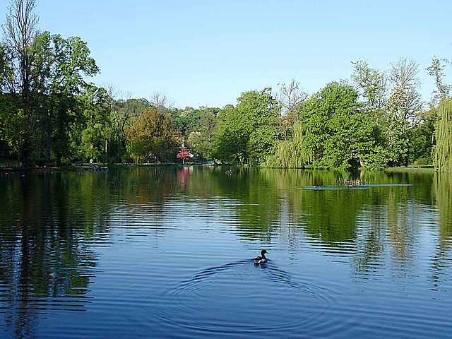 Duck On The Pond_2