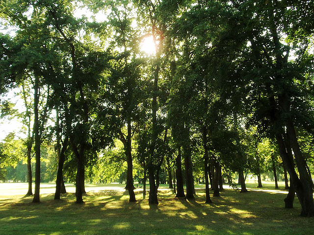 Through Trees