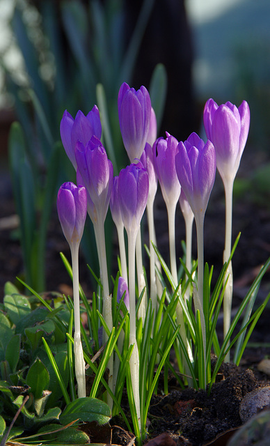 purple crocus