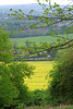 oil-seed rape