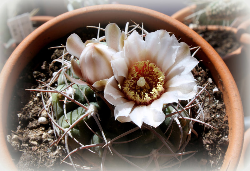 Gymnocalycium castellanosii v. bozsingianum P 205 (5)