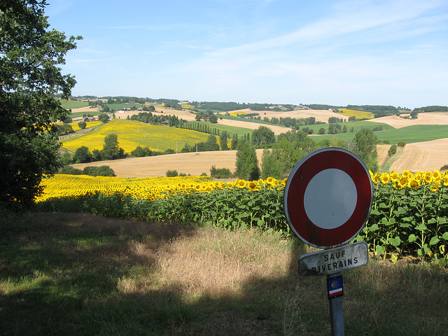 Walking through fields of sunflowers.