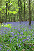 Bluebells