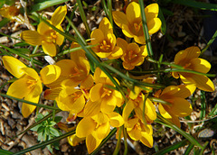 C. chrysanthus