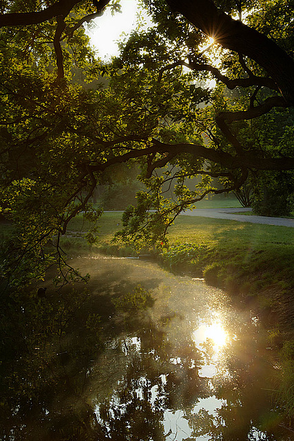 Summer Reflection