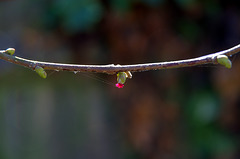 hazel flower