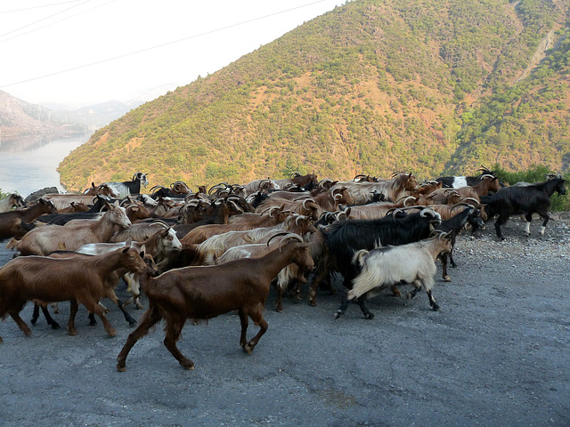 Goat Race