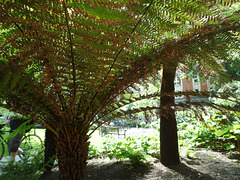 Tree ferns
