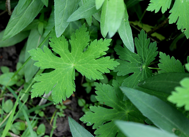 Geranium phaeum