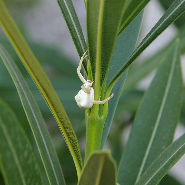 white crab spider